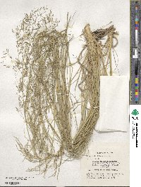 Eragrostis lehmanniana image