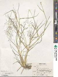 Eragrostis lehmanniana image