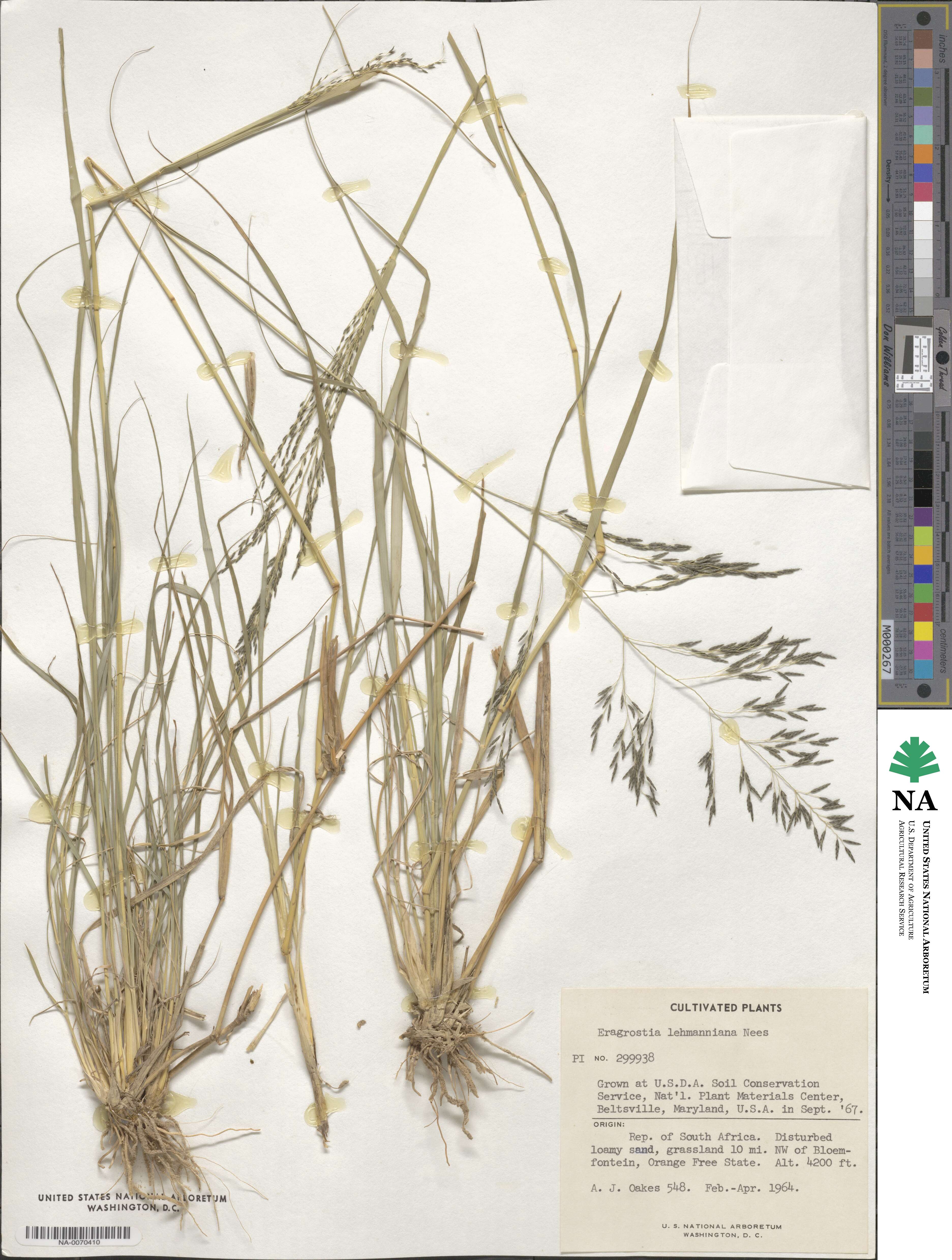 Eragrostis lehmanniana image