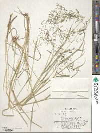 Eragrostis lehmanniana image