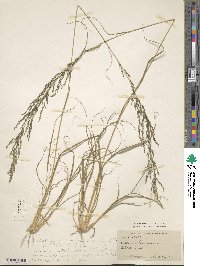 Eragrostis lehmanniana image