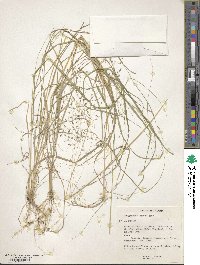 Eragrostis lugens image