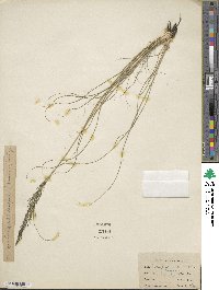 Eragrostis lugens image