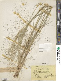 Eragrostis planiculmis image