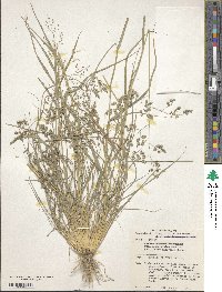 Eragrostis obtusa image