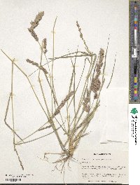 Eragrostis secundiflora image