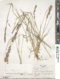 Eragrostis secundiflora image