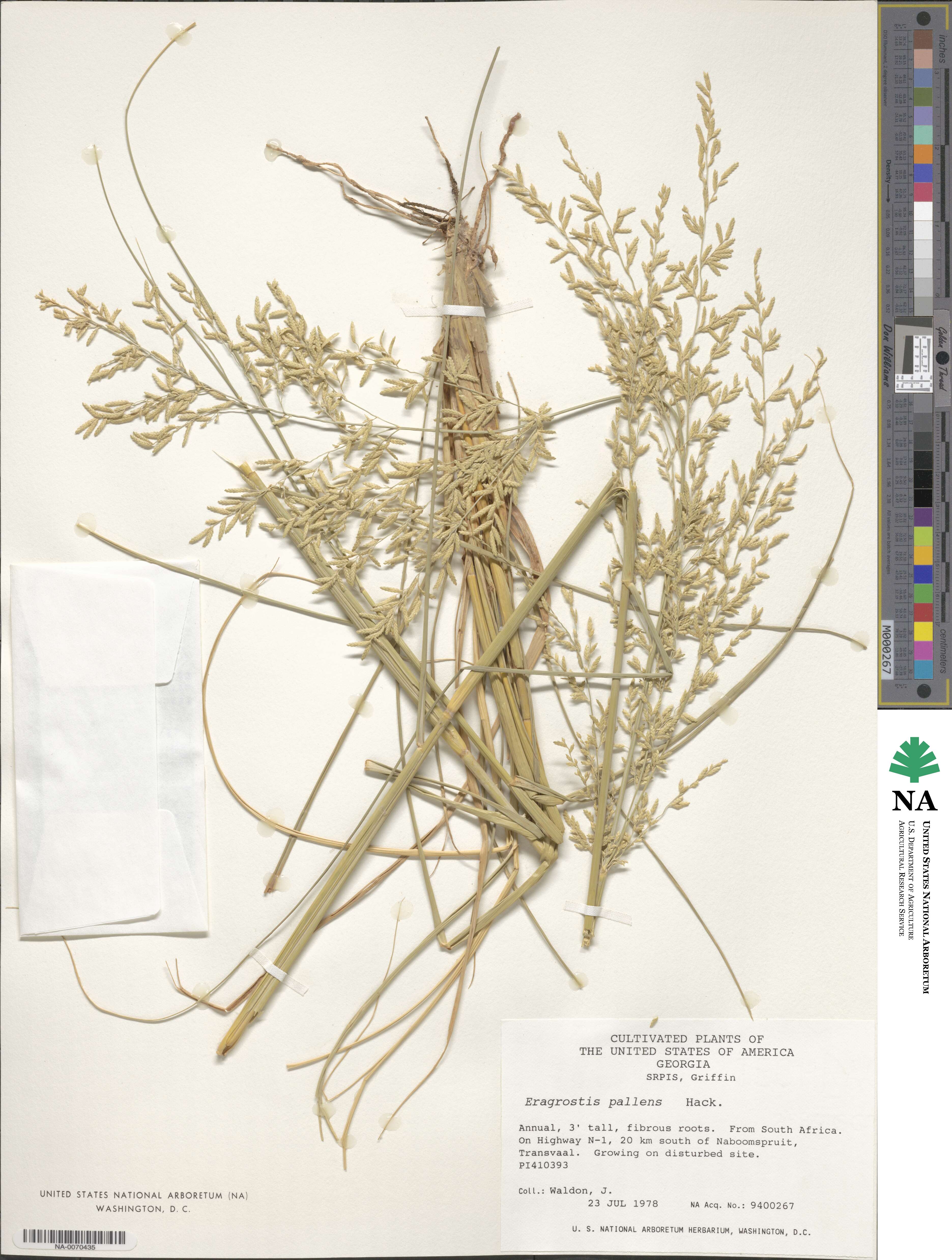 Eragrostis pallens image