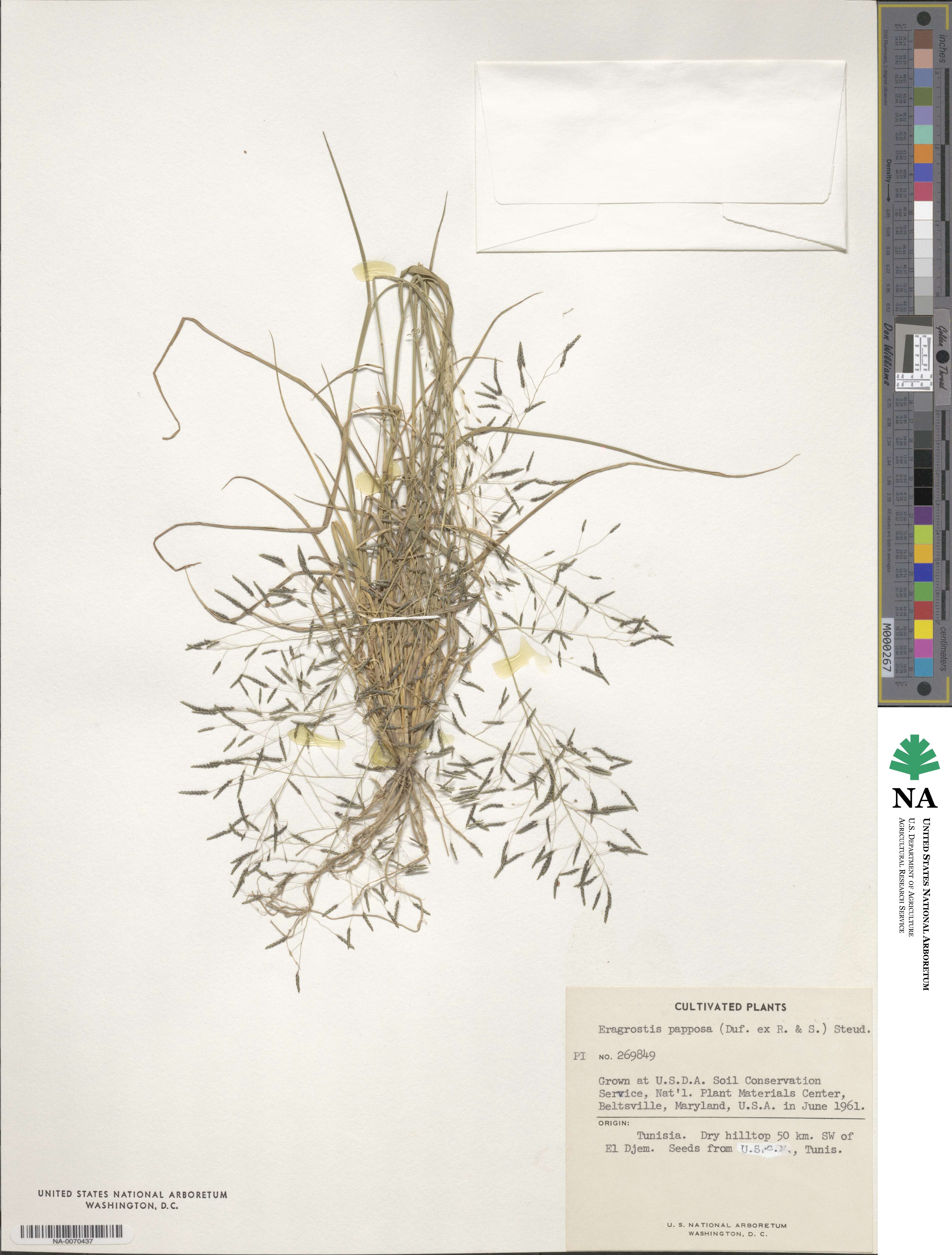 Eragrostis papposa image