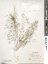 Eragrostis papposa image