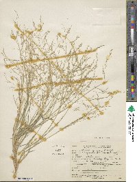 Eragrostis pectinacea image