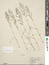 Eragrostis minor image