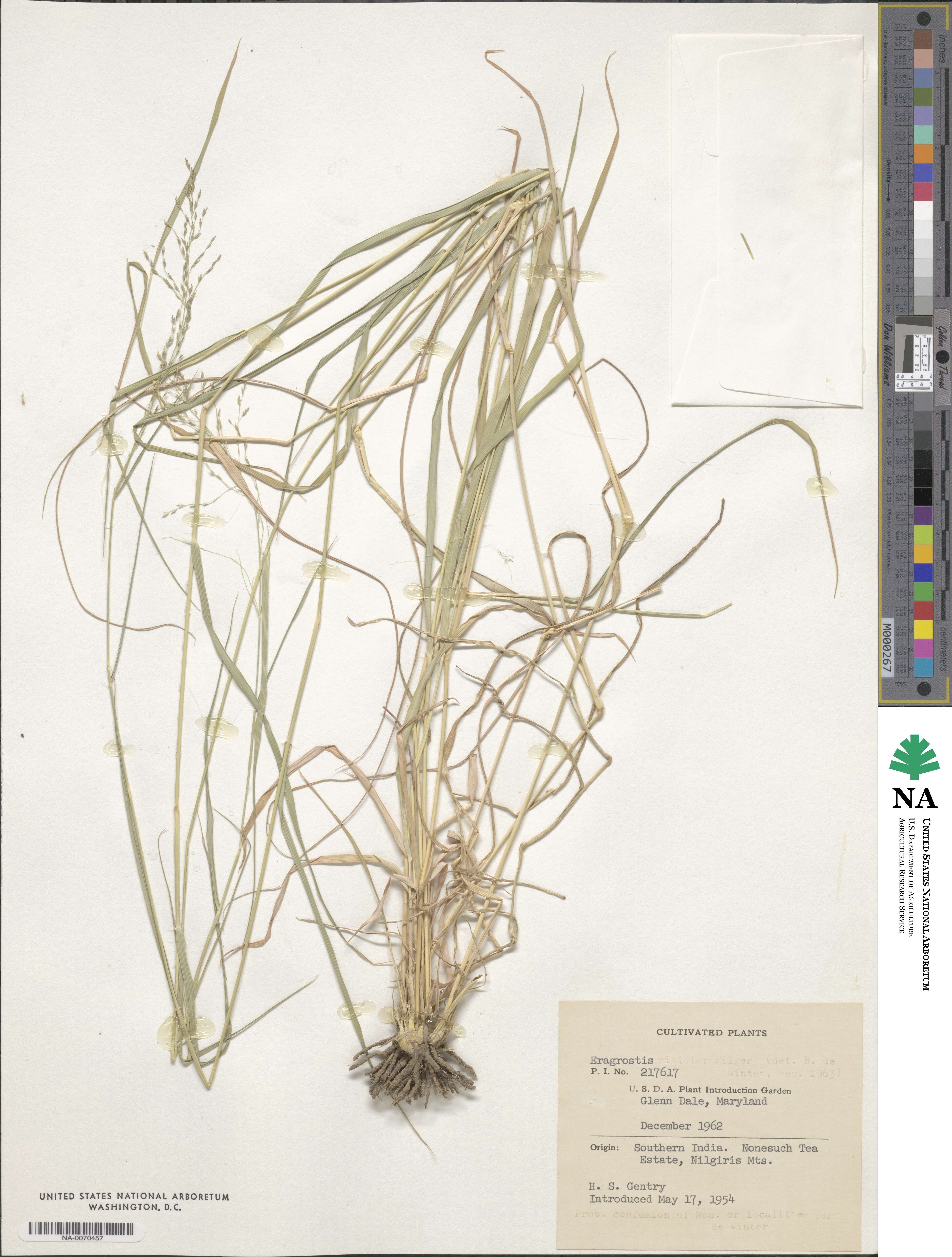 Eragrostis cylindriflora image