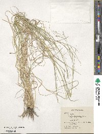 Eragrostis cylindriflora image