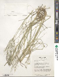 Eragrostis cylindriflora image