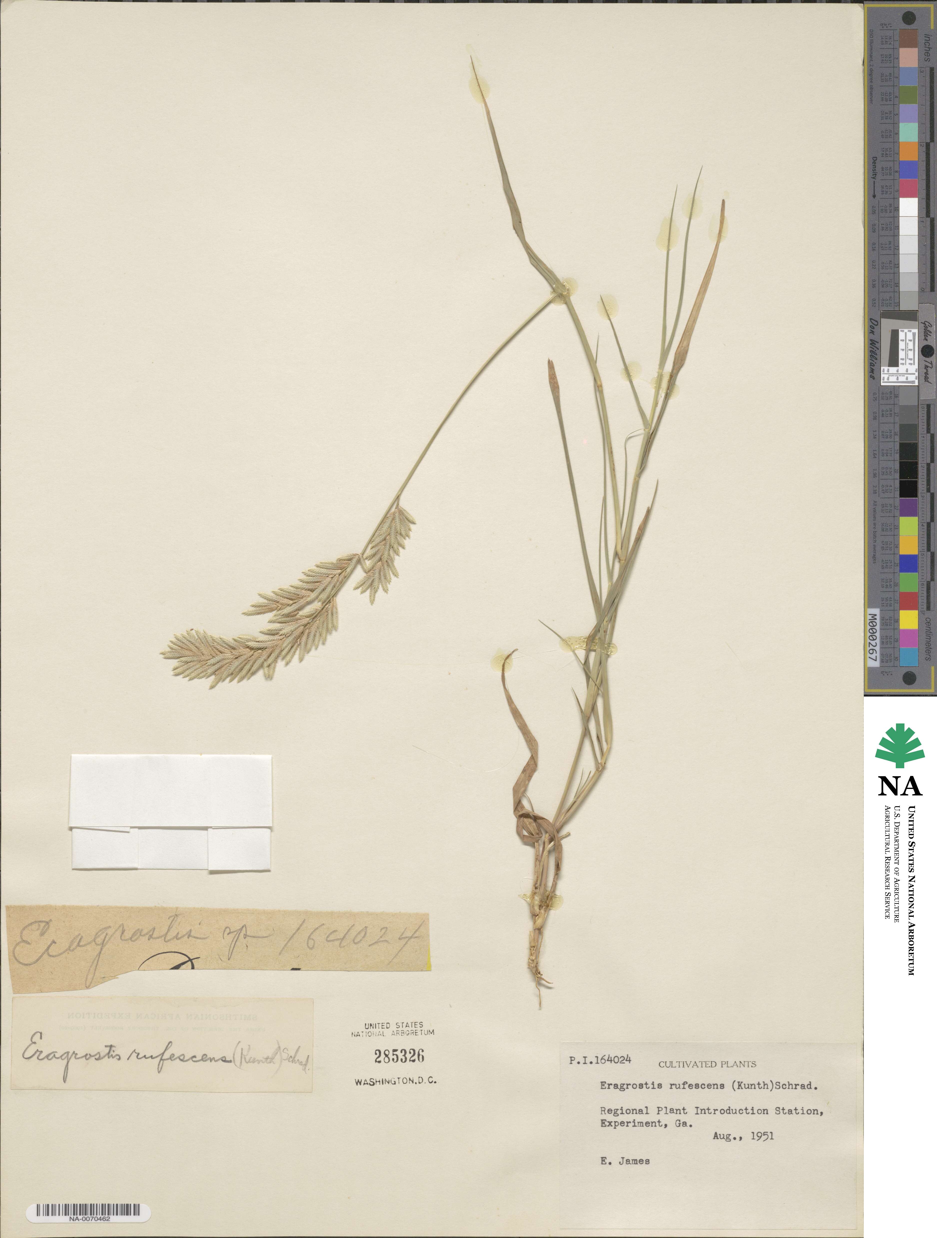 Eragrostis rufescens image