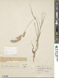 Eragrostis rufescens image