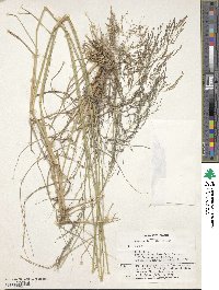 Eragrostis rotifer image