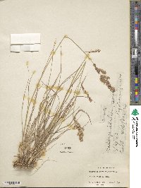 Eragrostis secundiflora image