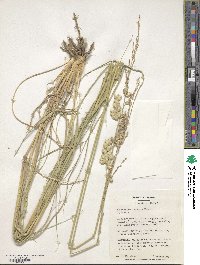 Eragrostis superba image