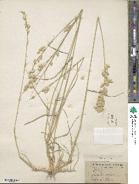 Eragrostis superba image