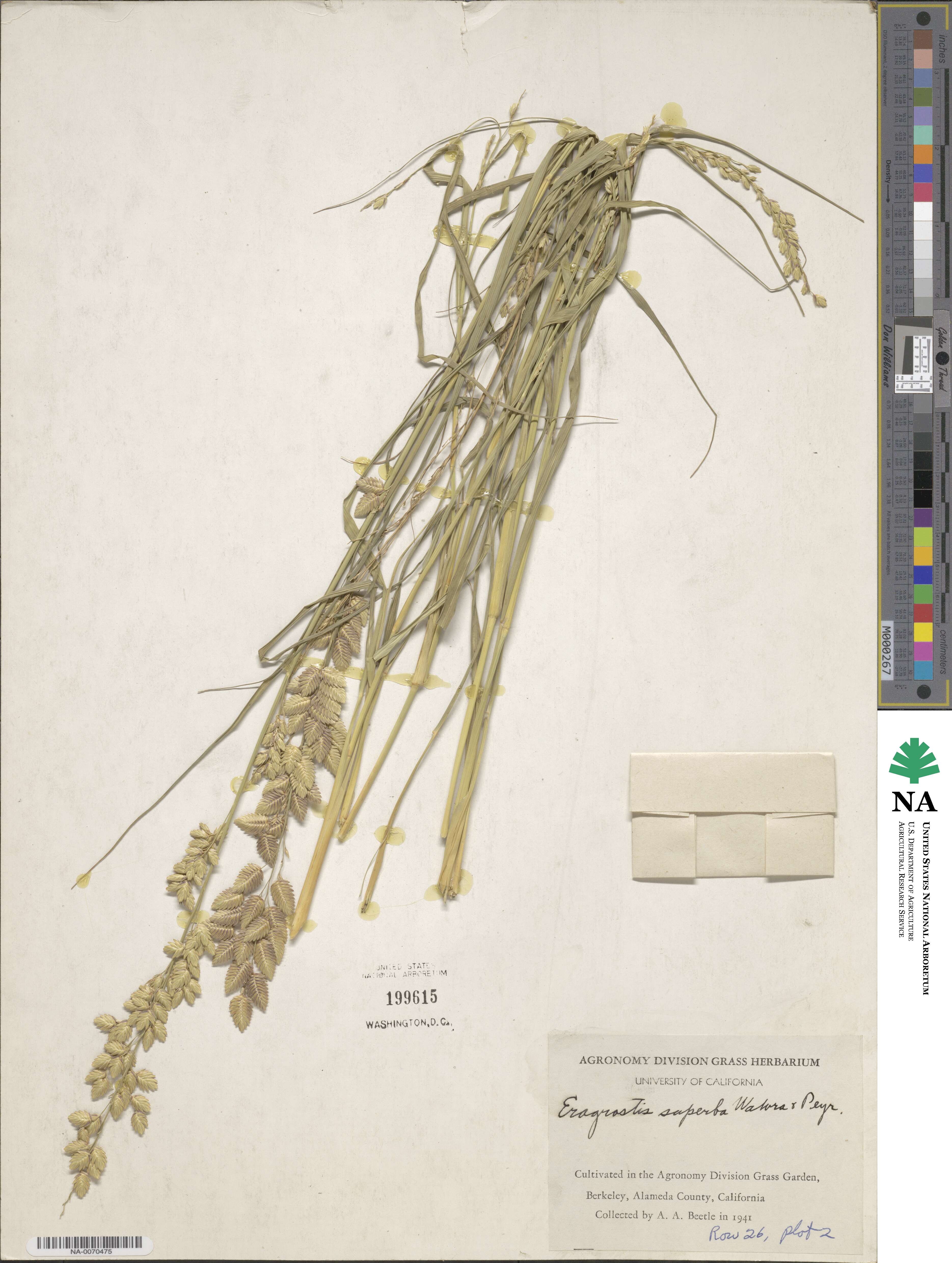 Eragrostis superba image