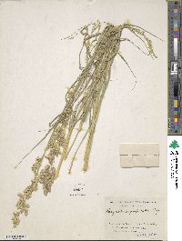 Eragrostis superba image