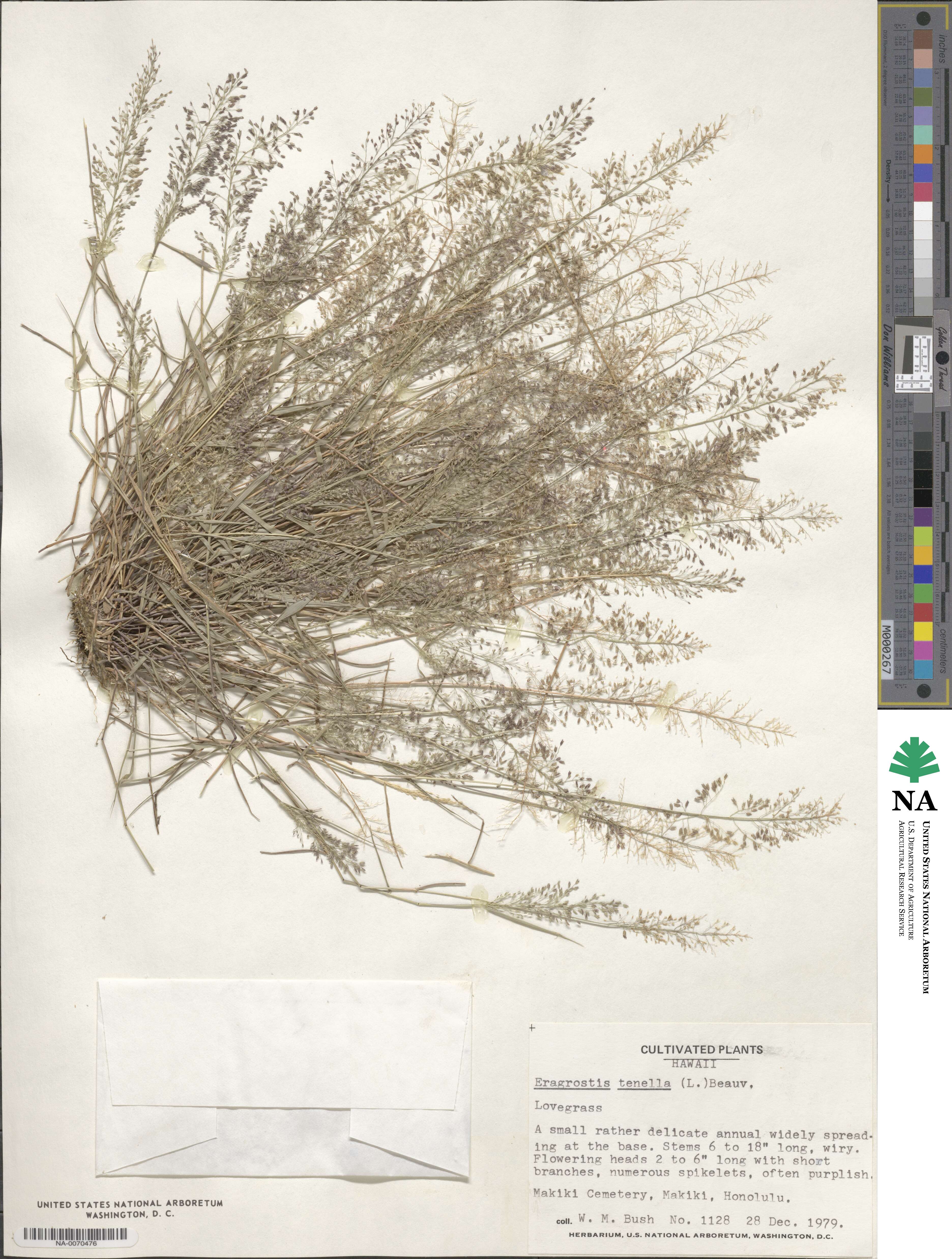 Eragrostis tenella image