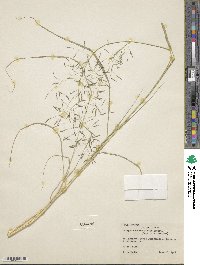 Eragrostis tenuifolia image