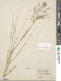 Eragrostis tremula image