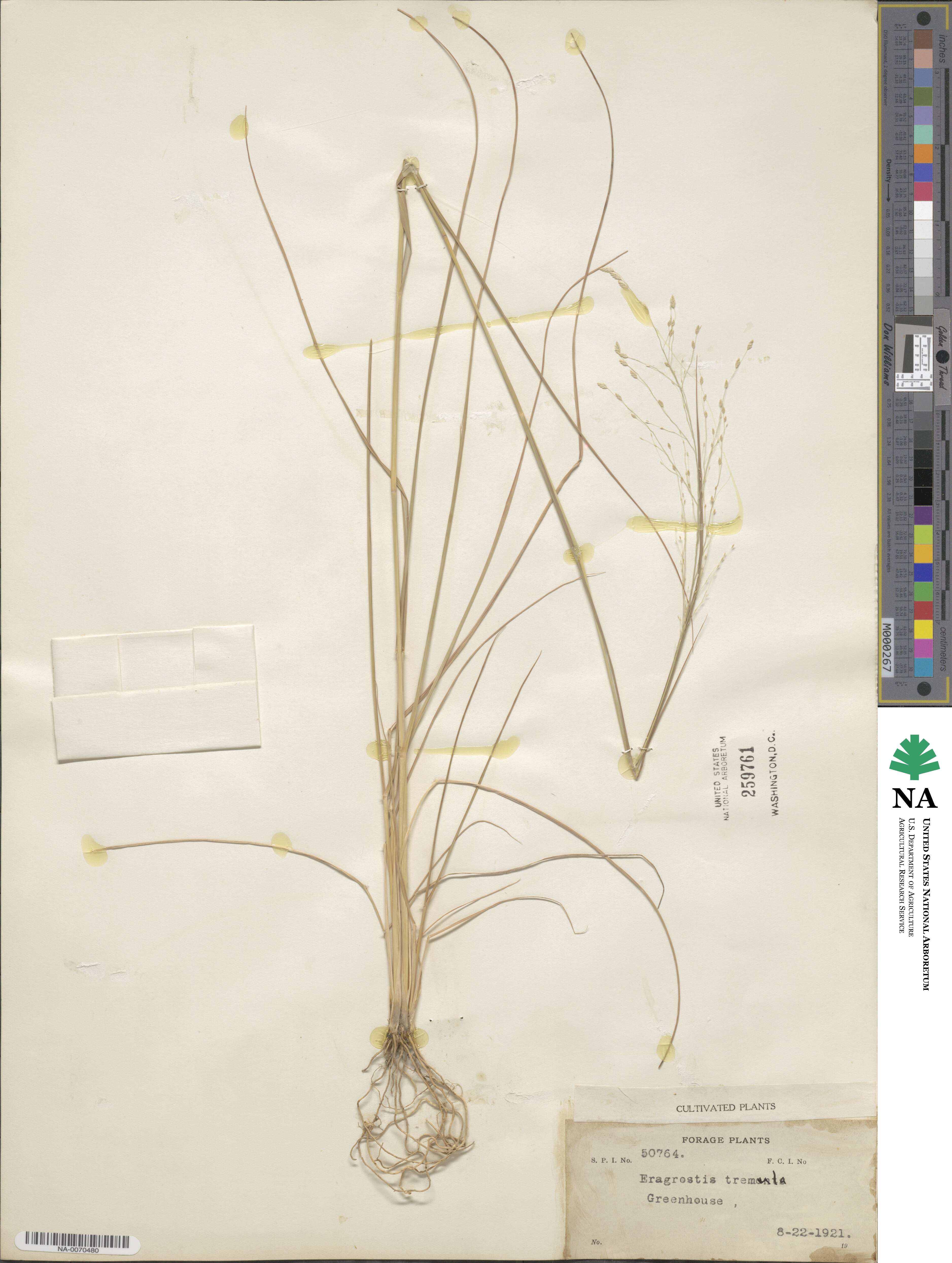 Eragrostis tremula image