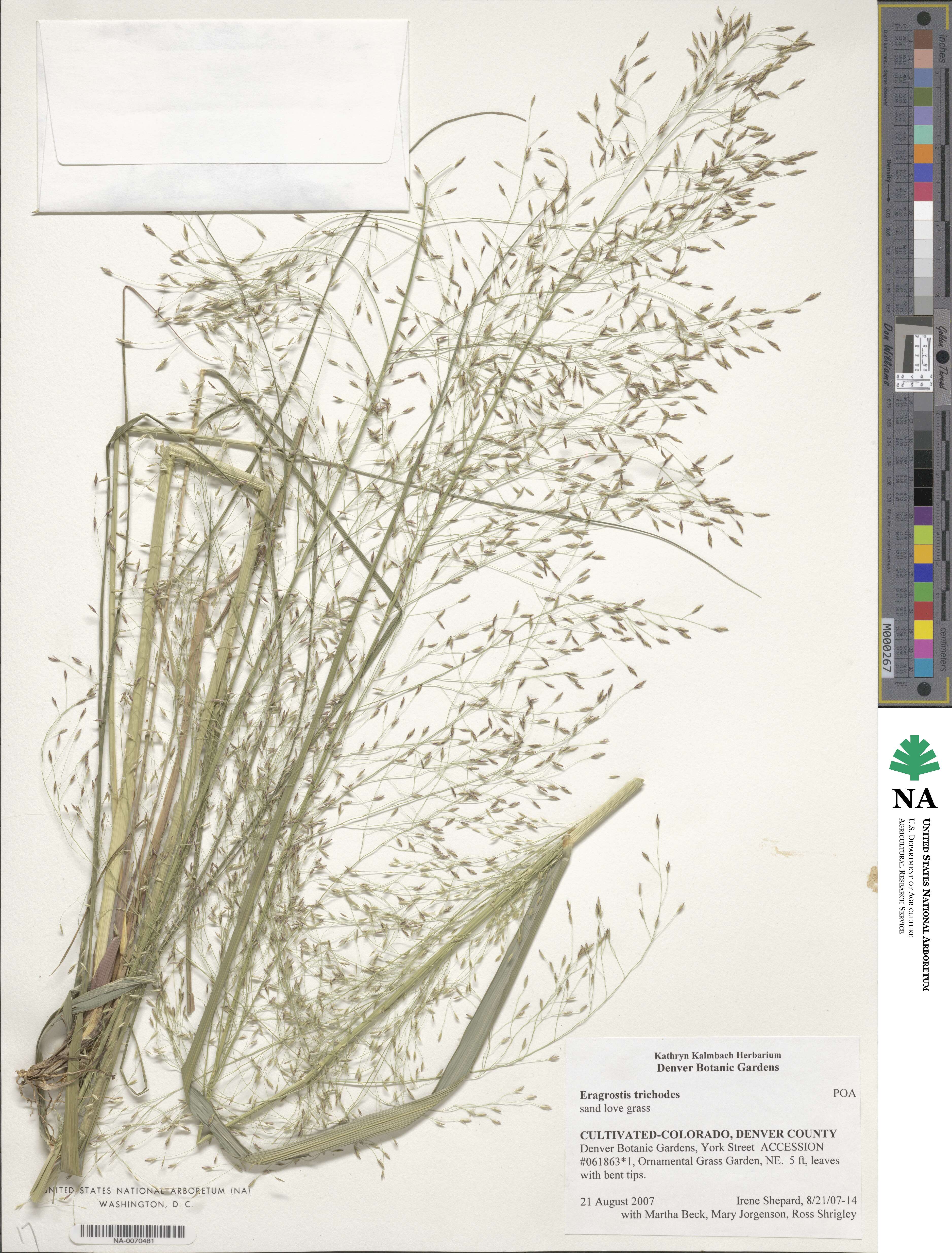 Eragrostis trichodes image