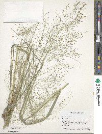 Eragrostis trichodes image