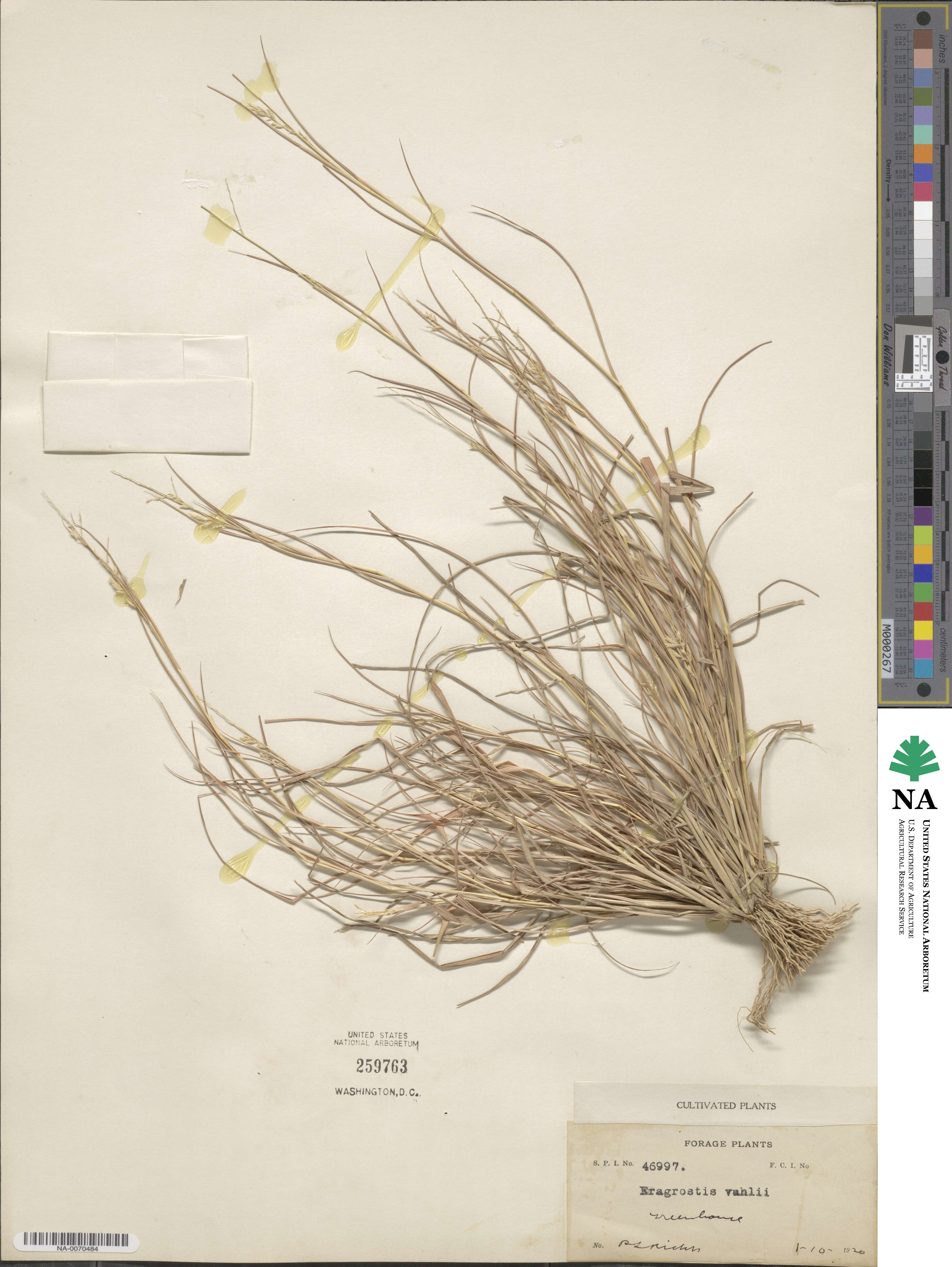 Eragrostis maypurensis image