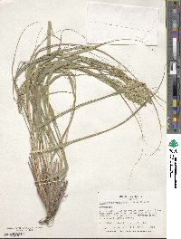 Eragrostis variabilis image