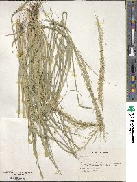 Eragrostis tef image