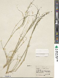 Eragrostis tef image