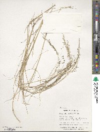 Eragrostis tef image