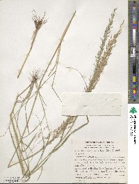 Eragrostis tef image