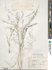 Eragrostis tef image