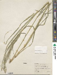 Eragrostis tef image