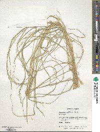 Eragrostis tef image