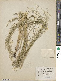 Eragrostis tef image