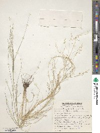 Eragrostis tef image