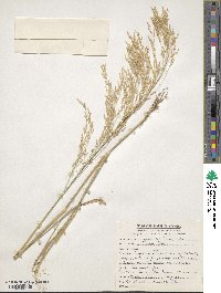 Eragrostis tef image