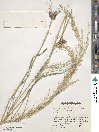 Eragrostis tef image