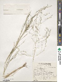 Eragrostis tef image