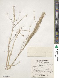 Eragrostis tef image