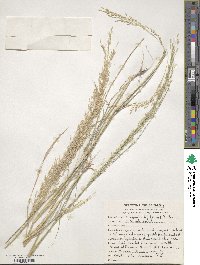 Eragrostis tef image