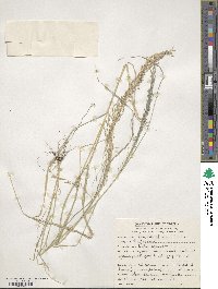 Eragrostis tef image